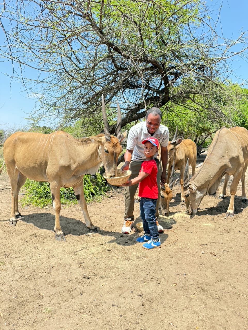 Children Feeding Animals